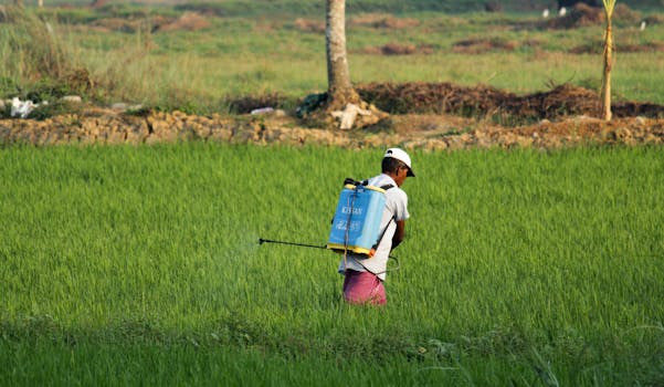 pexels photo 14944259 14944259 A South Asian farmer sprays pesticide on a green paddy field in Ernakulam, India.