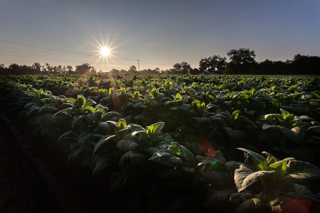 pexels photo 2257524 Sunrise over a verdant tobacco field in rural North Carolina, showcasing vibrant green leaves and a bright morning sky.