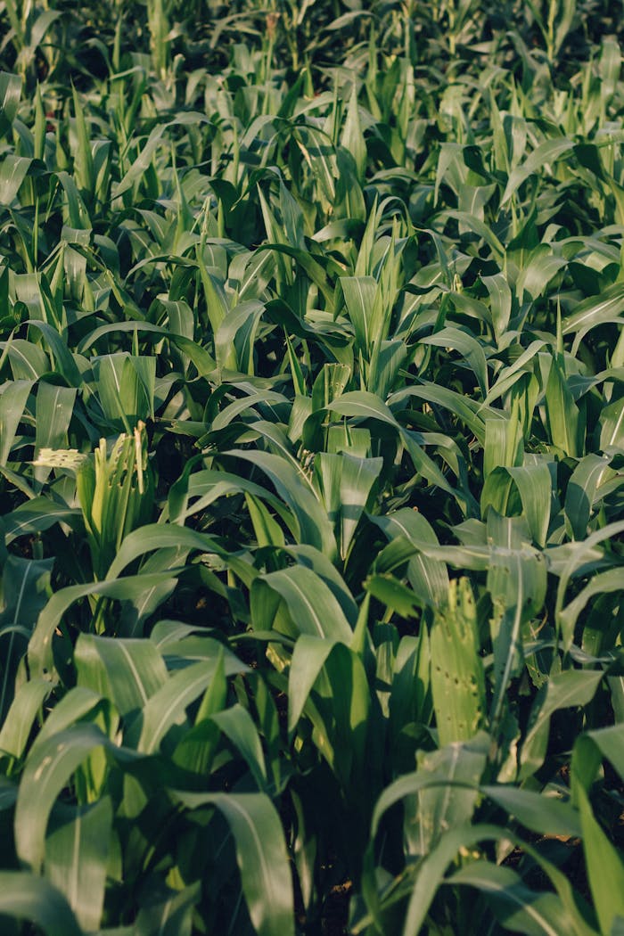 why-choose-us Green corn plants thriving in a lush field in Qinghai Province, capturing agricultural vitality.