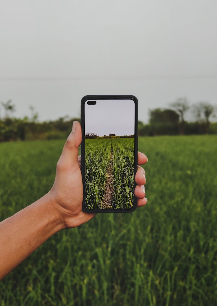 services-02 A hand holding a smartphone capturing a lush green field with clear sky.