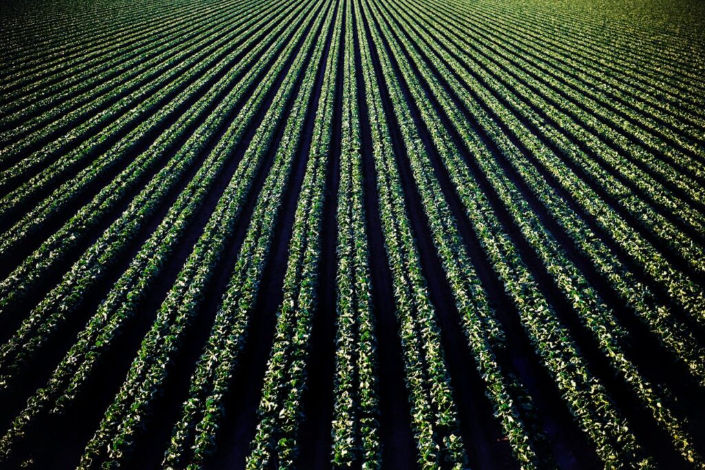 pexels photo 974316 Aerial perspective of lush croplands in Santa Maria, California.