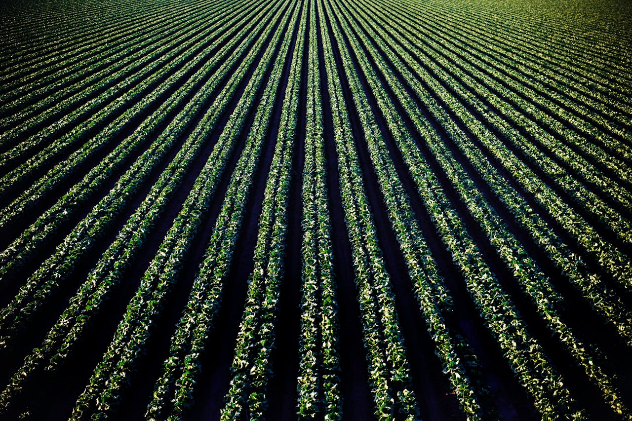 our-experience Aerial perspective of lush croplands in Santa Maria, California.